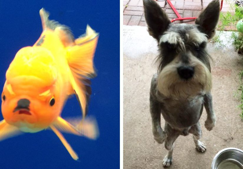128 Of The Angriest Animals Ever That You Wouldn’t Want To Meet In Your Way