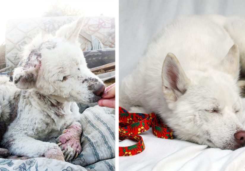 16 Before-And-After Photos Of Rescued Dogs