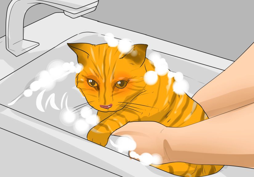 3 Ways to Know if a Child Is Allergic to Cats