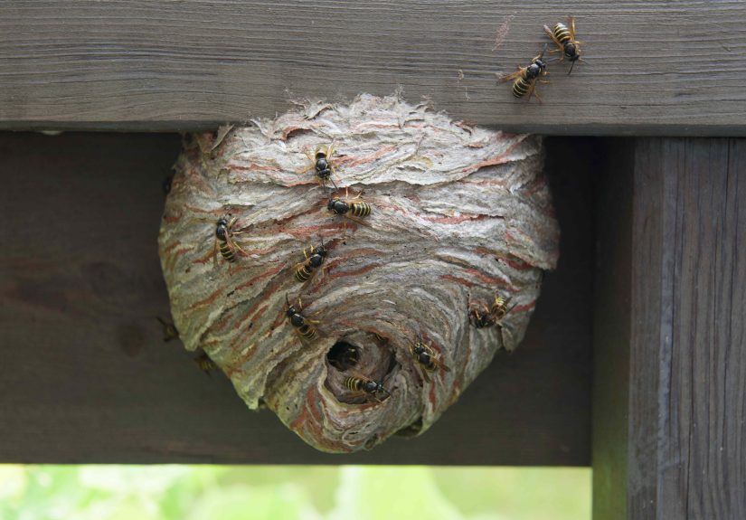 5 Things You Should Do Now to Keep Wasps Out of Your Garden Next Year