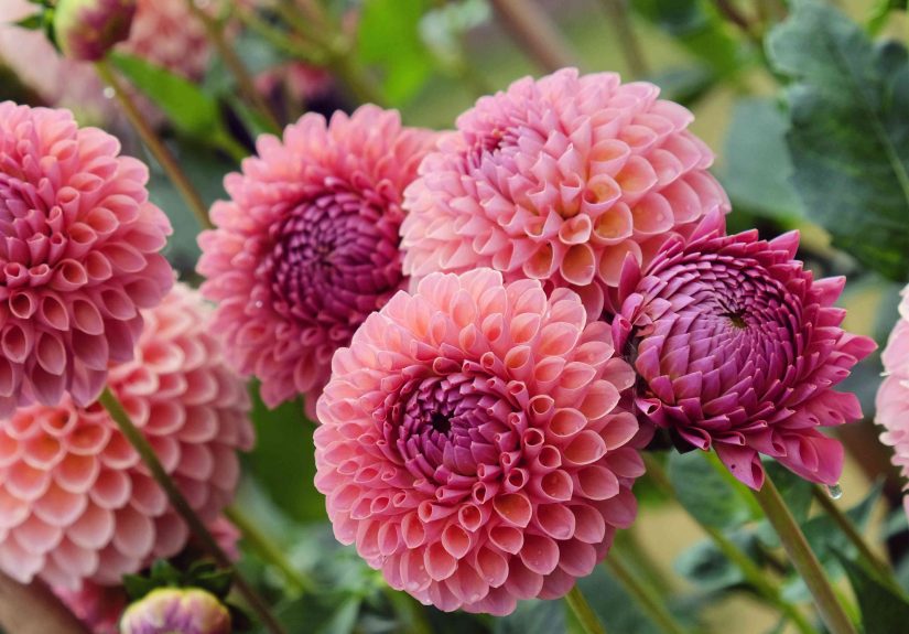 65 Dahlia Varieties to Add Stunning Color to Your Garden