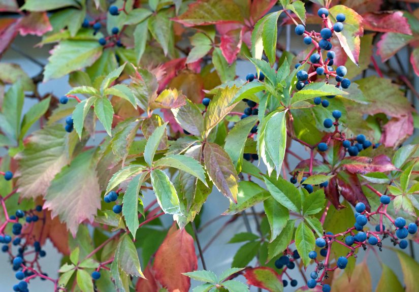 9 Common Perennial Groundcovers You Can Still Plant Now for More Color Through Fall  They’ll Survive Winter, Too