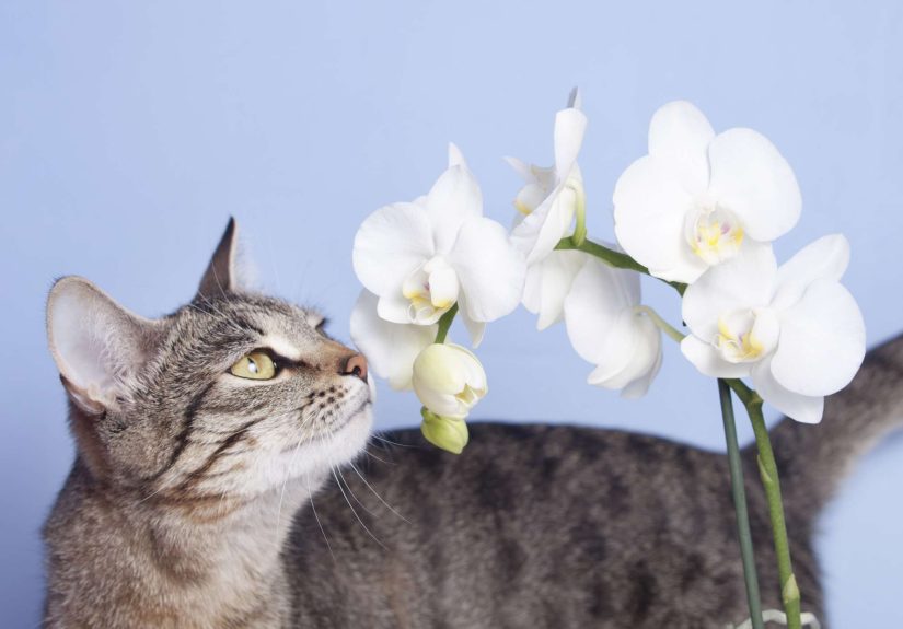 Are Orchids Toxic to Cats?