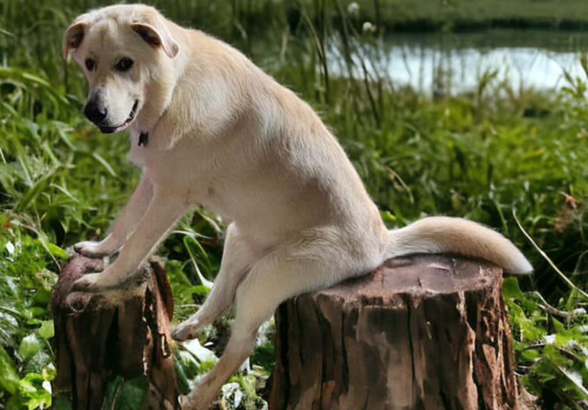 Guy Catches His Doggo Sitting Like A Person, Posts Pic Online, Gets These 29 Edits In Return