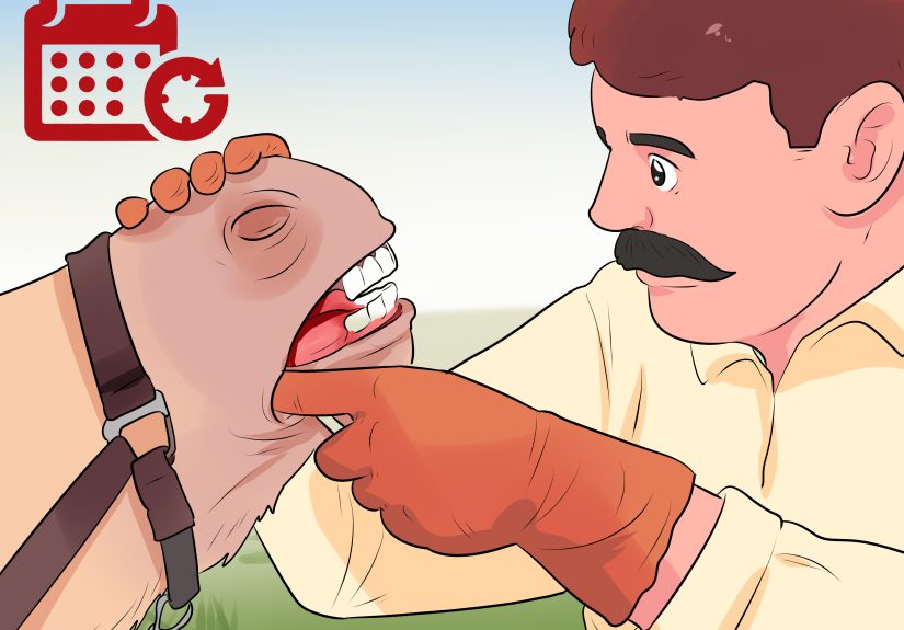 How to Care for a Miniature Horse