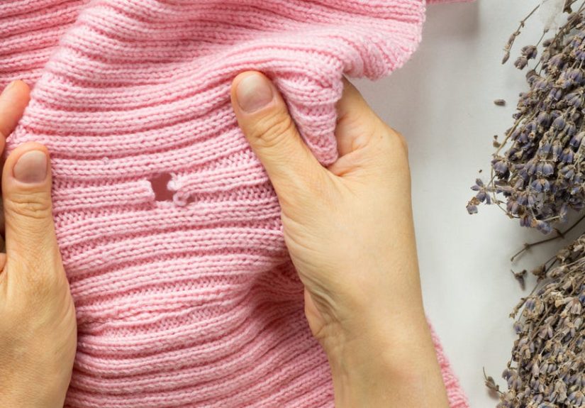 How to Get Rid of Clothes Moths