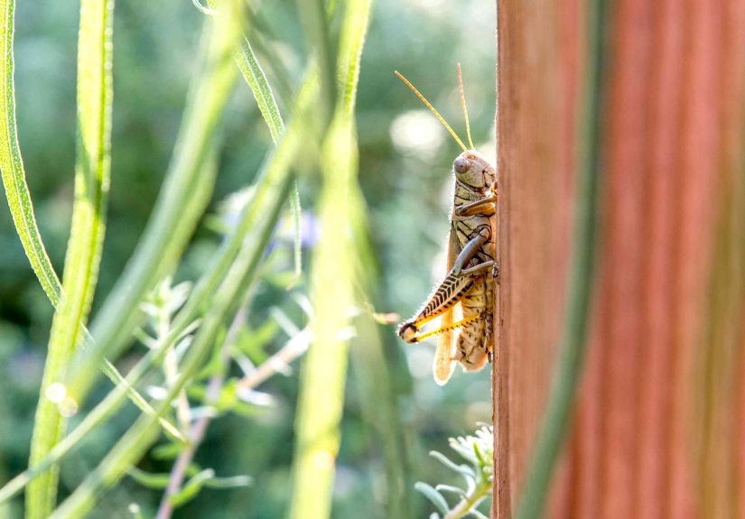 How to Get Rid of Grasshoppers in the Garden