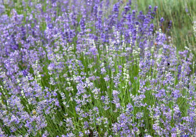 How to Grow and Care for Munstead Lavender