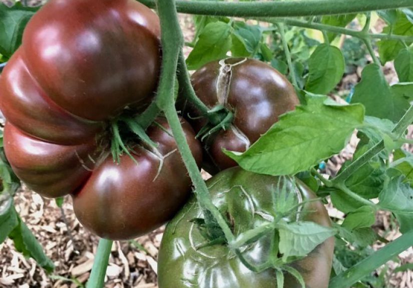 How to Grow 'Cherokee Purple' Tomatoes: A Complete Guide