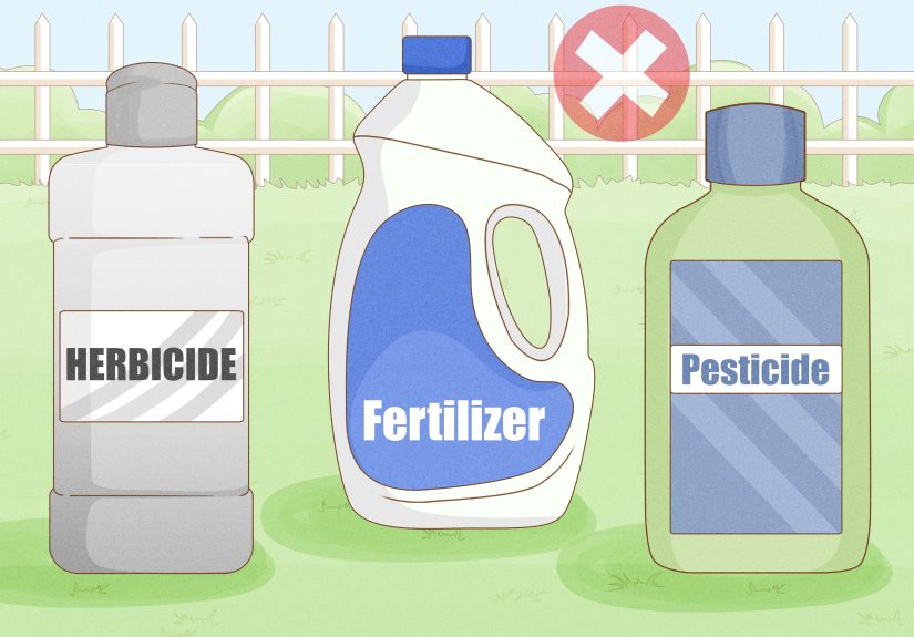 How to Grow Lavender from Seeds: Germinating & Care Tips