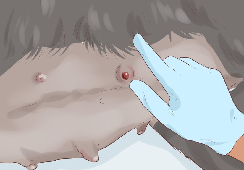 How to Handle Late Whelping in Dogs: Pre- & Post-Labor Tips