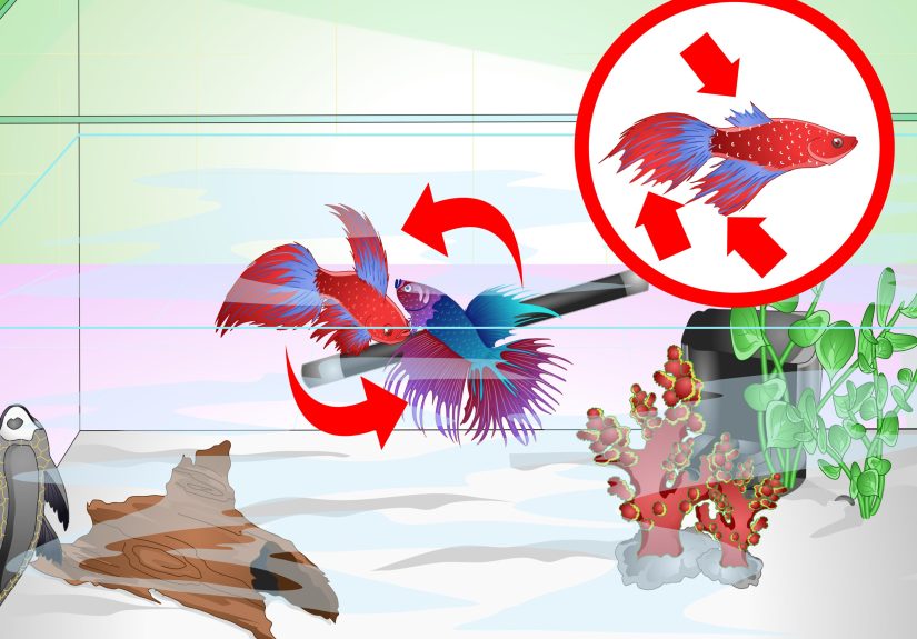 How to Have a Happy Betta Fish