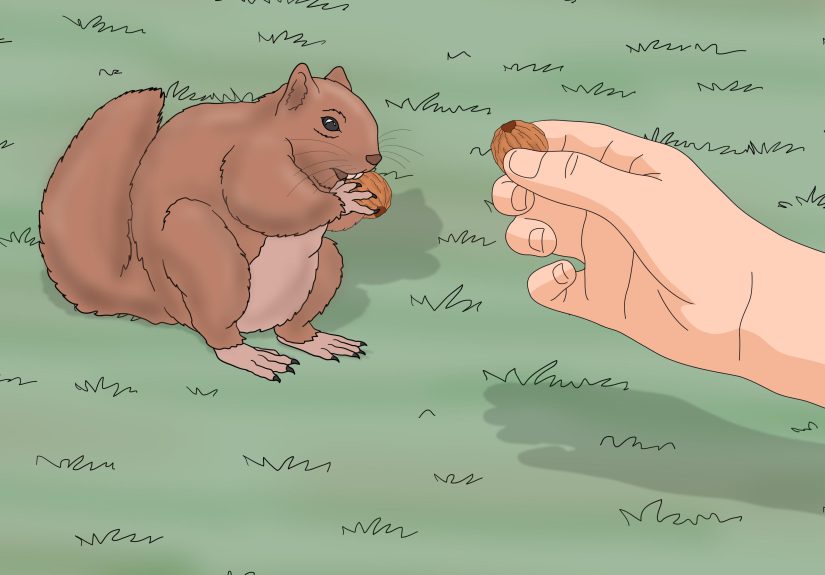 How to Help a Squirrel Without Hand Feeding: 11 Smart Steps