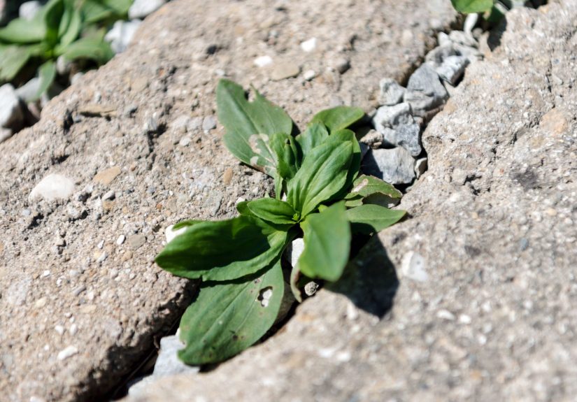 How to Make and Use a Vinegar Weed Killer