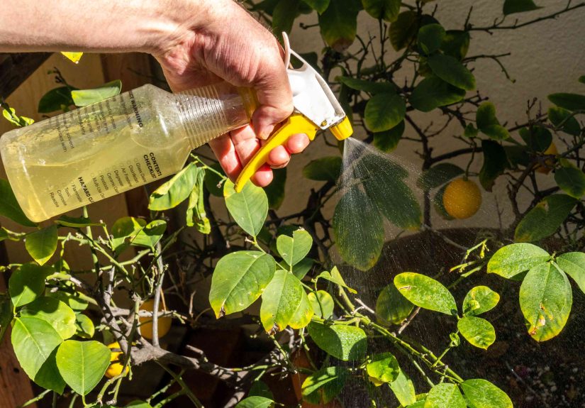 How to Make and Use Pyrethrin Insecticide