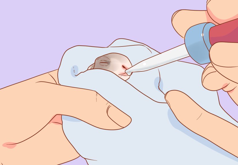 How to Nurse a Baby Rabbit: 15 Steps