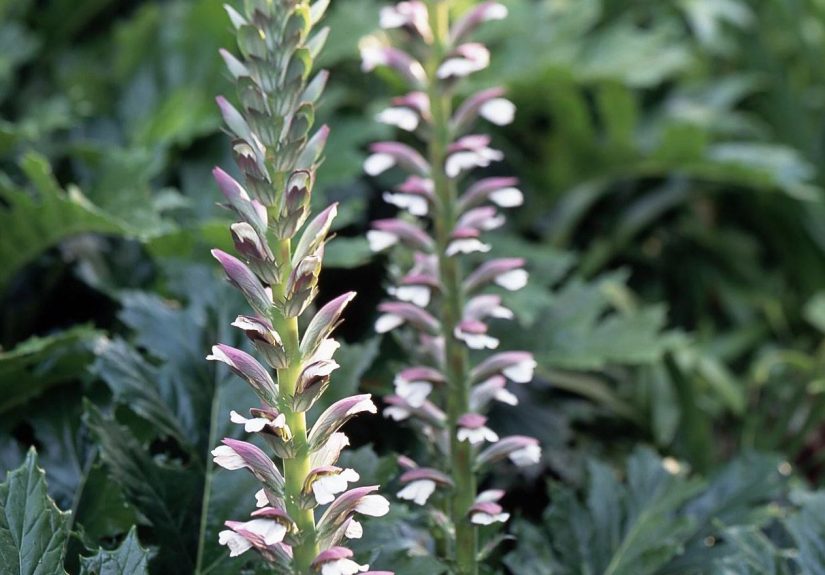 How to Plant and Grow Acanthus