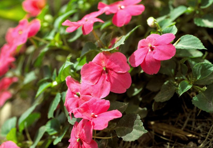 How to Plant and Grow Impatiens