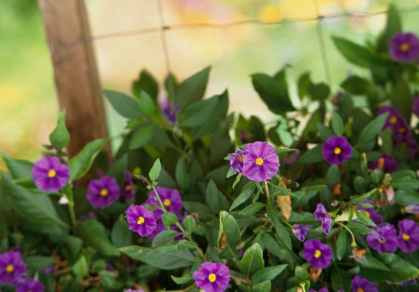 How to Plant and Grow Solanum