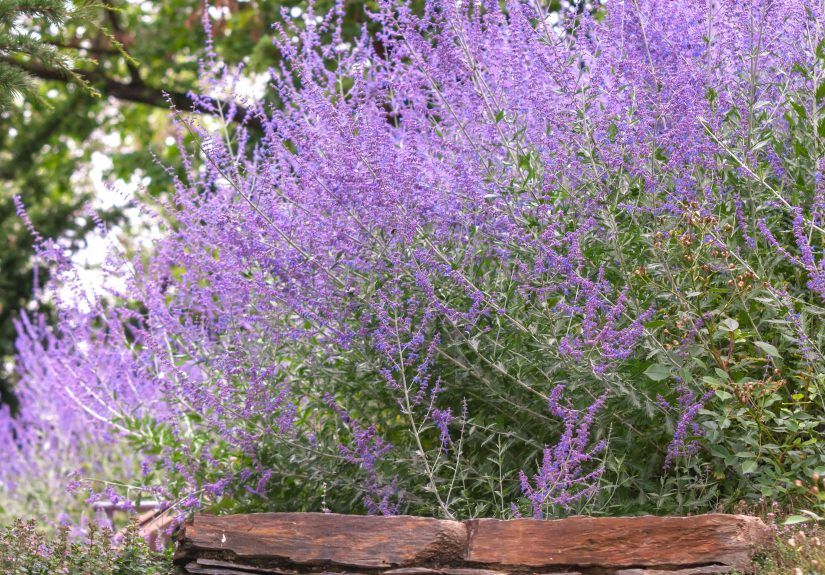 How to Prune Russian Sage the Right Way for More Blooms Next Year
