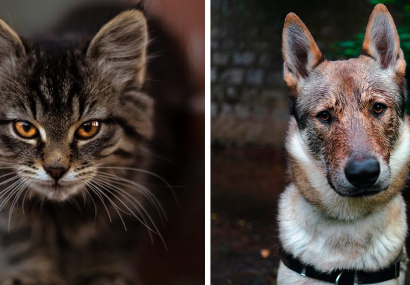 How to Stop Dog Aggression Towards Cats: Effective Strategies