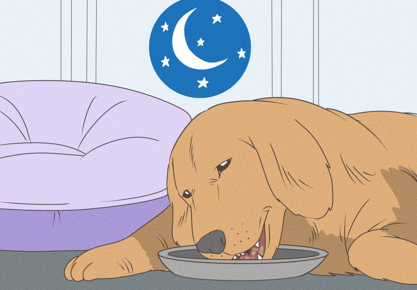 How to Treat a Dog Throwing Up Bile: 7 Steps