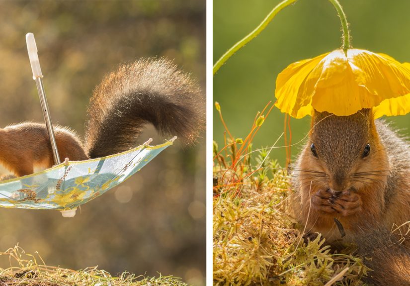 I Shoot Squirrels In My Backyard, And I Can Almost Make A Living From What I Love