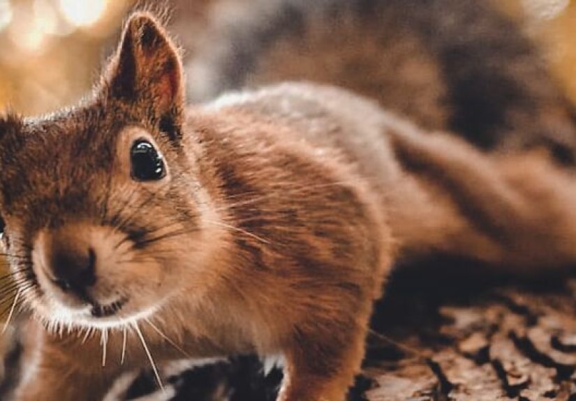 I Spent Two Years Photographing Squirrels In The Finnish Wilderness And Their Expressions Are Adorable (38 Pics)
