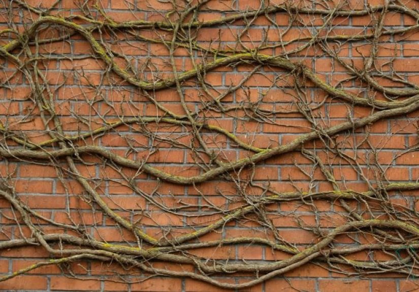 Is It Safe to Plant Climbing Vines Around Your House?