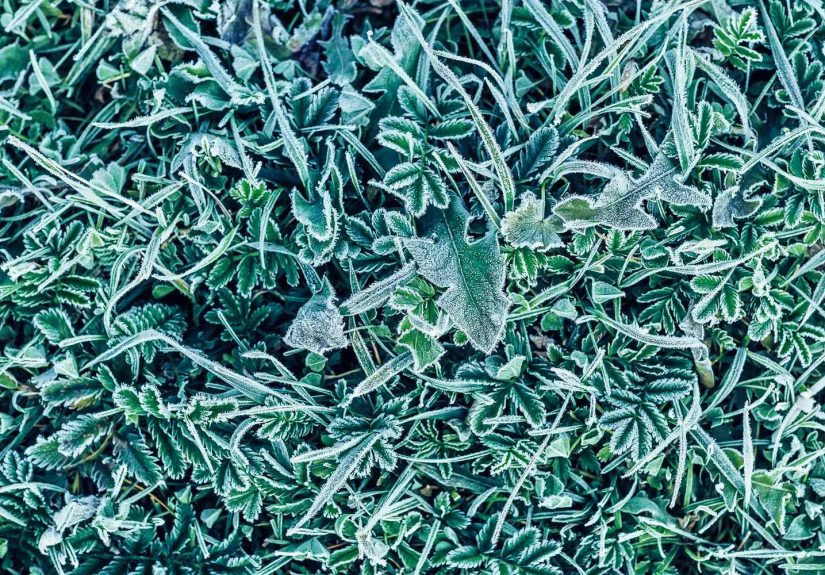 Lawn Care Pros Reveal Exactly What to Do Before the First Frost Hits