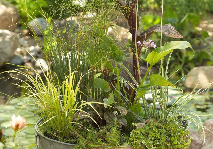 Make This Mini Garden Pond in 5 Easy Steps for a Compact Water Feature