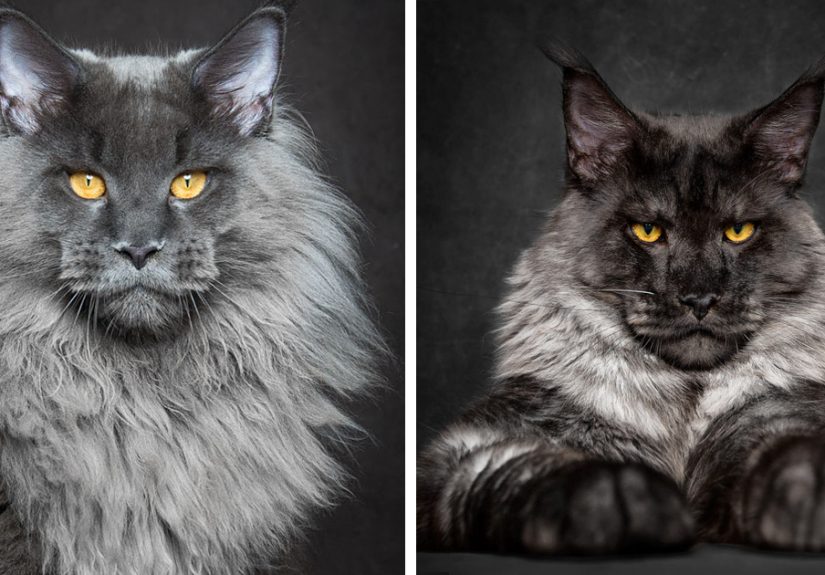 Mythical Beasts: Photographer Captures The Majestic Beauty Of Maine Coons