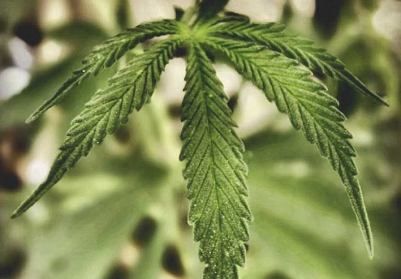 Parkinson's Disease and Marijuana: Benefits and Risks