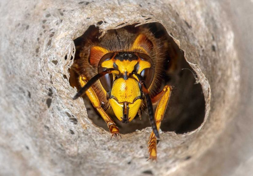 Radioactive Wasp Nests Discovered Near Cold War-Era Nuclear Storage Site