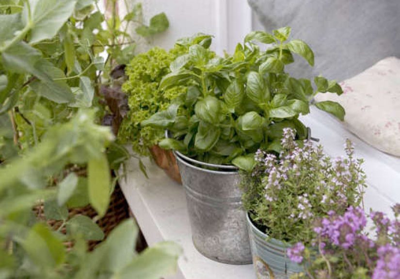 Required Reading: The Edible Balcony