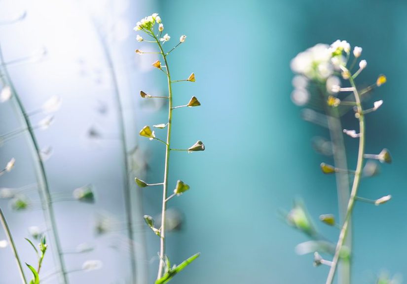 Shepherd&rsquo;s Purse: Benefits, Dosage, Side Effects, and More