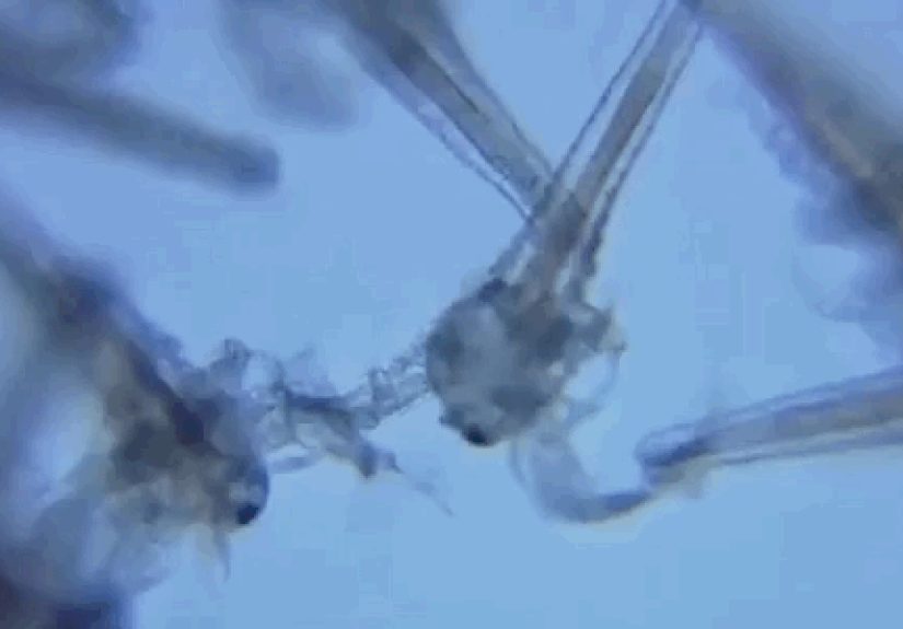 Smartphone Microscopy