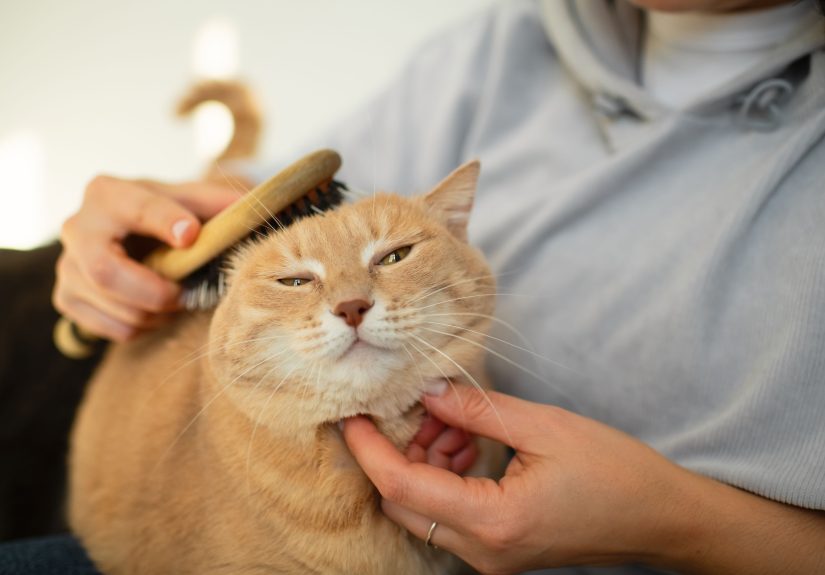 The Best Way to Clean a Pet Brush or Comb, According to the Pros