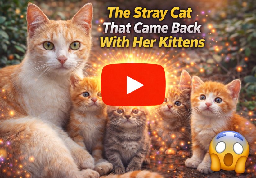 The Stray Cat That Came Back With Her Kittens 2026