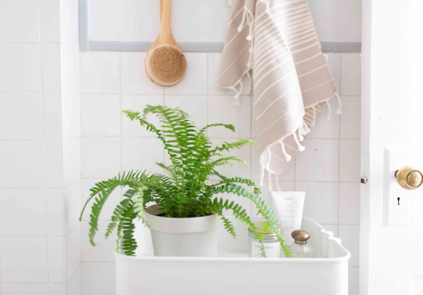 These Are the Best Plants to Add to Your BathroomThey Thrive in Humidity