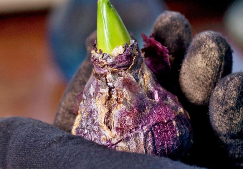 This Bulb Planting Guide Will Help Fill Your Yard with Spring Flowers