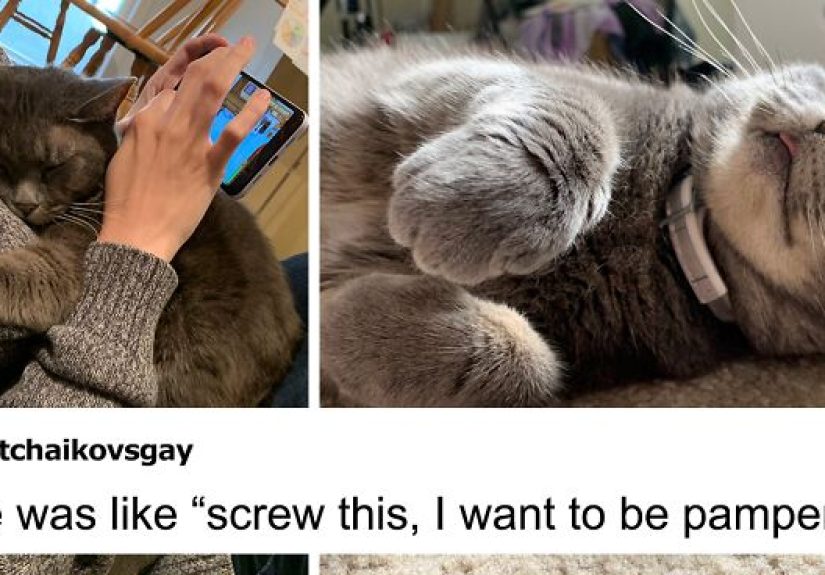 This Feral Cat Decided She Wanted To Live With Humans, So She Invited Herself Inside And Never Left