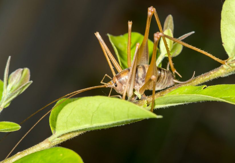 What Is a Spider Cricket? Plus 6 Ways to Get Rid of This Basement Pest