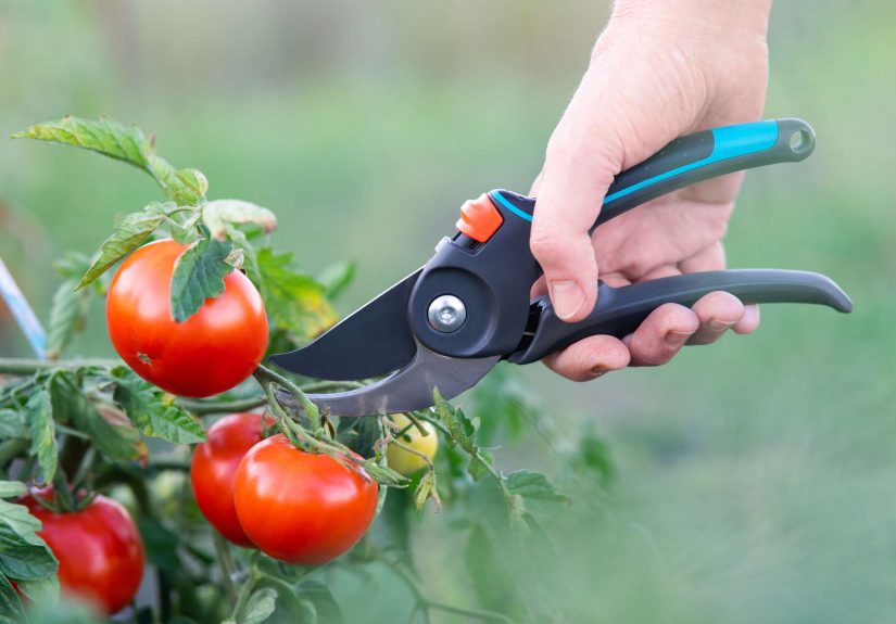Why You Should Prune Tomato Plants, According to an Expert Gardener