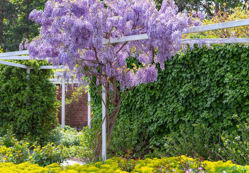 15 of Our Favorite Purple Blooming Trees for Instant Curb Appeal