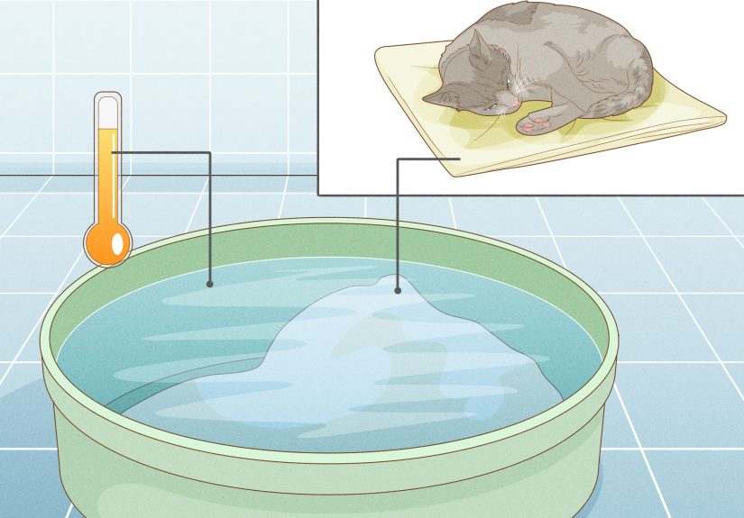 4 Ways to Get Rid of Fleas and Ticks in Your Home