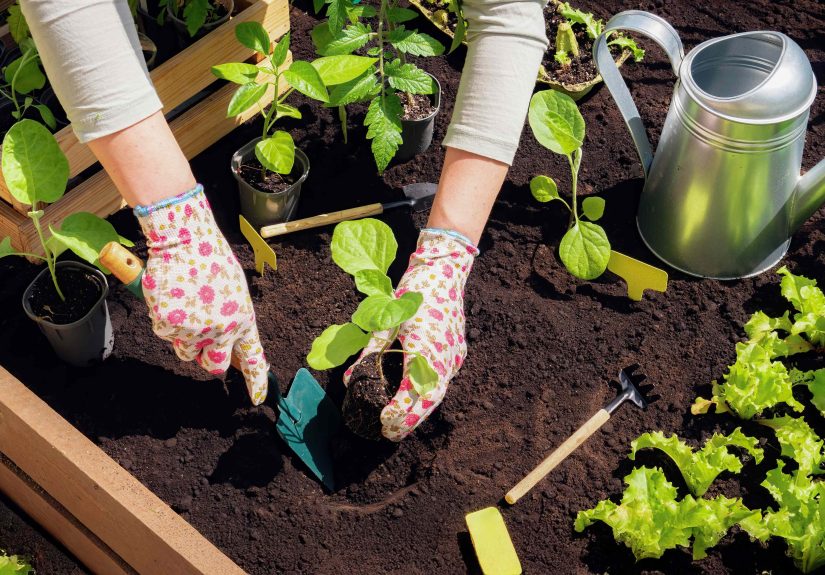 5 Garden Tasks You Should Never Do in Peak Sun, A Garden Pro Spills
