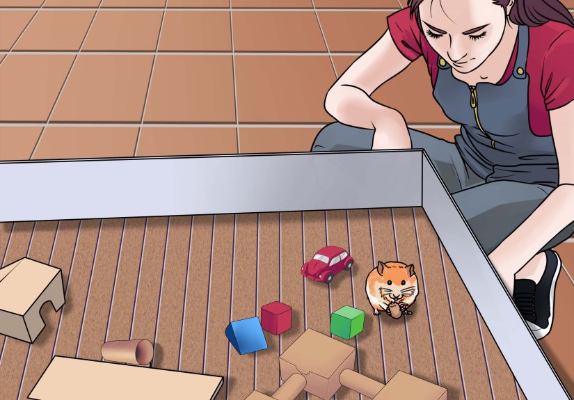 5 Ways to Build Hamster Toys out of Household Items