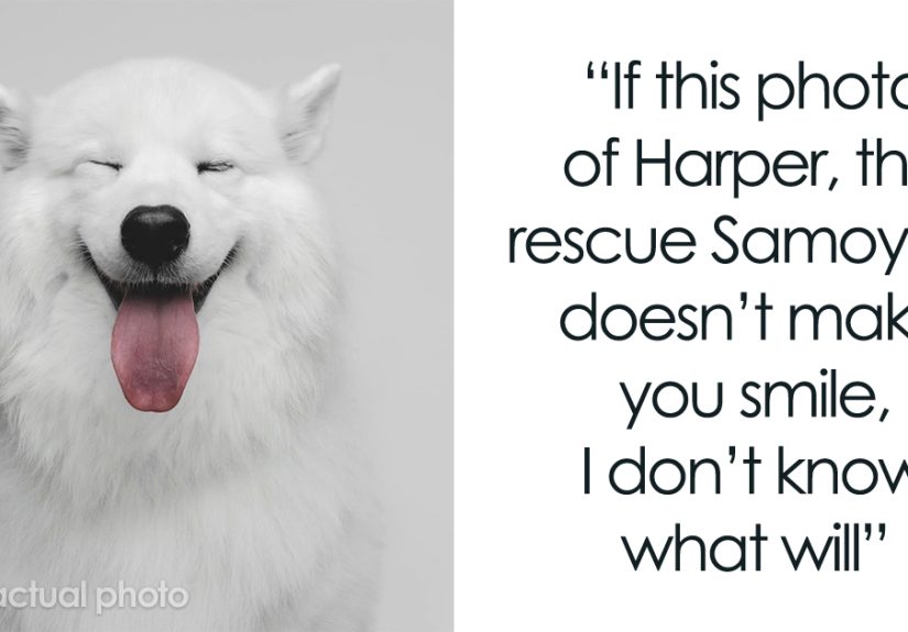50 Funny And Adorable Dog Photos By This Pet Photographer
