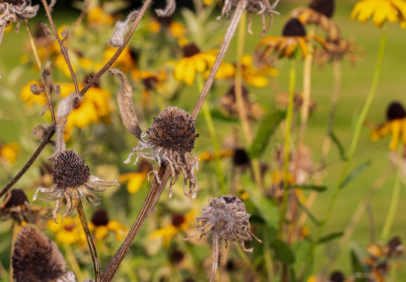 6 Sneaky Ways the Weather Is Sabotaging Your Garden, Plus Simple Fixes to Protect Your Plants